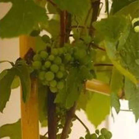 شقة Oceanfront - Casa Santo Antonio *