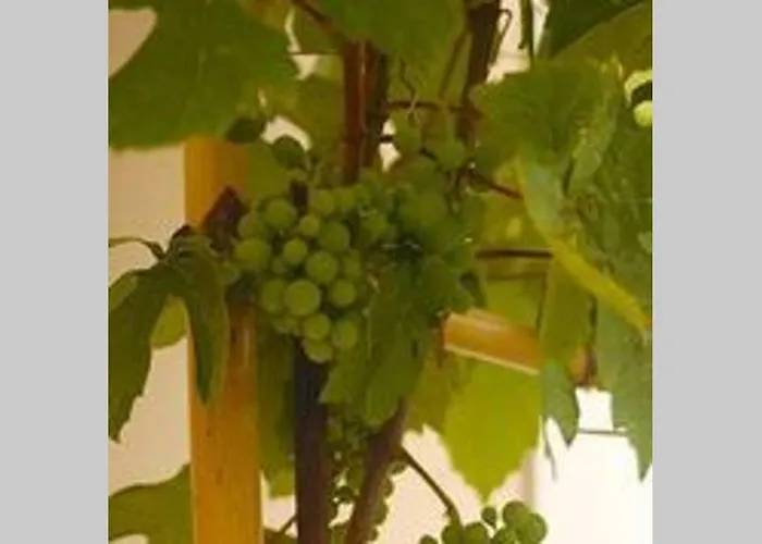 Apartment Oceanfront - Casa Santo Antonio *